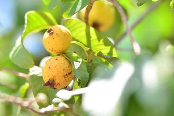 Combate à mosca-da-carambola
