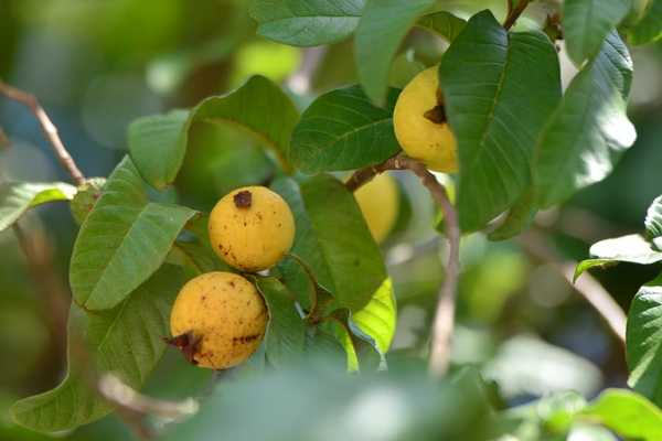 Combate à mosca-da-carambola