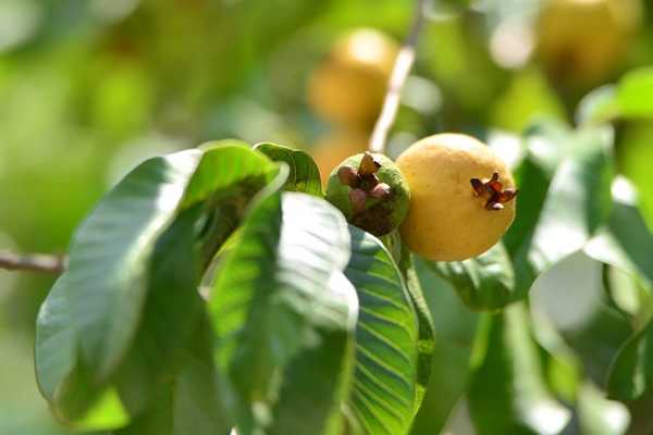 Combate à mosca-da-carambola