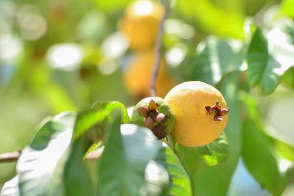 Combate à mosca-da-carambola