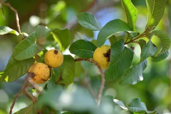 Combate à mosca-da-carambola
