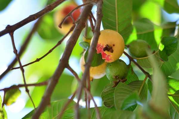 Combate à mosca-da-carambola