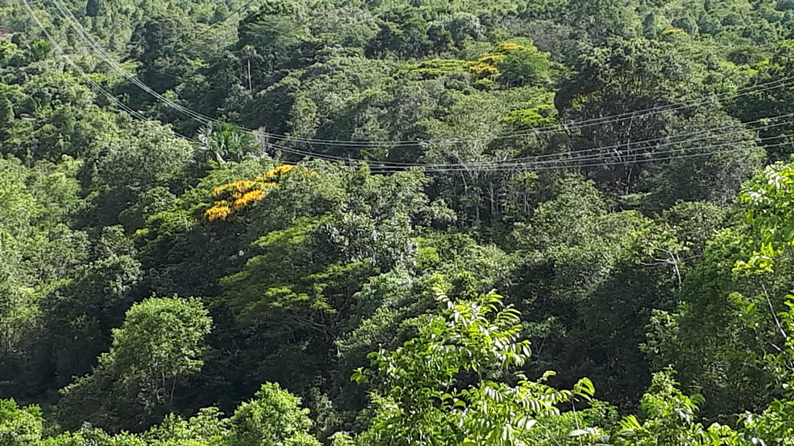  Nota CEA – Interrupção do fornecimento de energia em Pedra Branca e Serra do Navio
