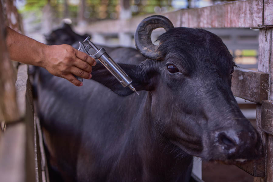 Amapá ultrapassa meta e vacina 95% do rebanho contra febre aftosa