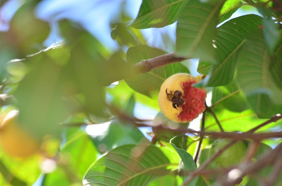 Amapá reforça combate à mosca-da-carambola