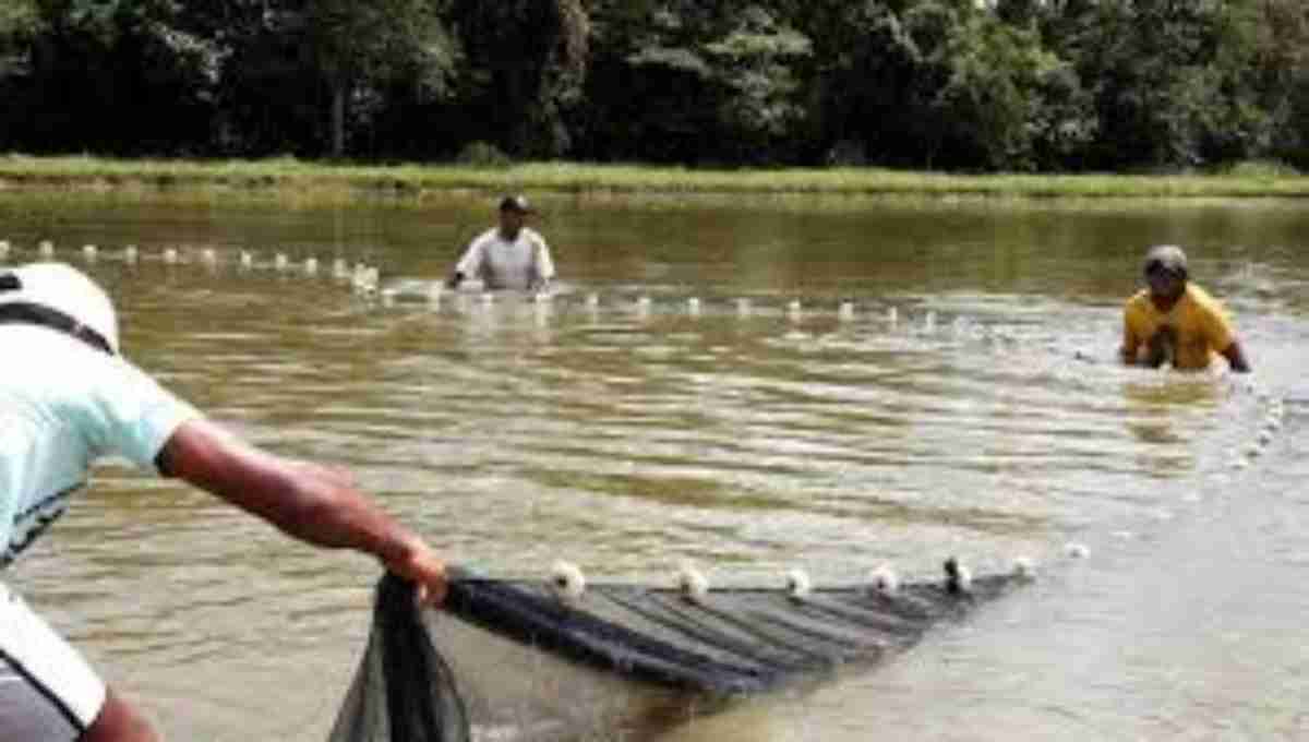 Peixe Popular’ será ampliado para mais cinco municípios no AP durante a Semana Santa