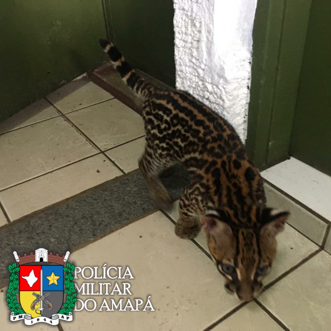 Batalhão Ambiental da PM-AP captura filhote de ‘gato-maracajá’ em Santana