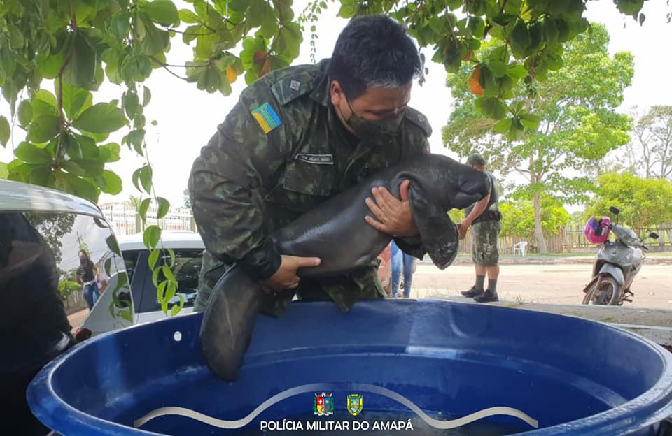 Filhote de peixe-boi é resgatado no Bailique mas corre o risco de morrer