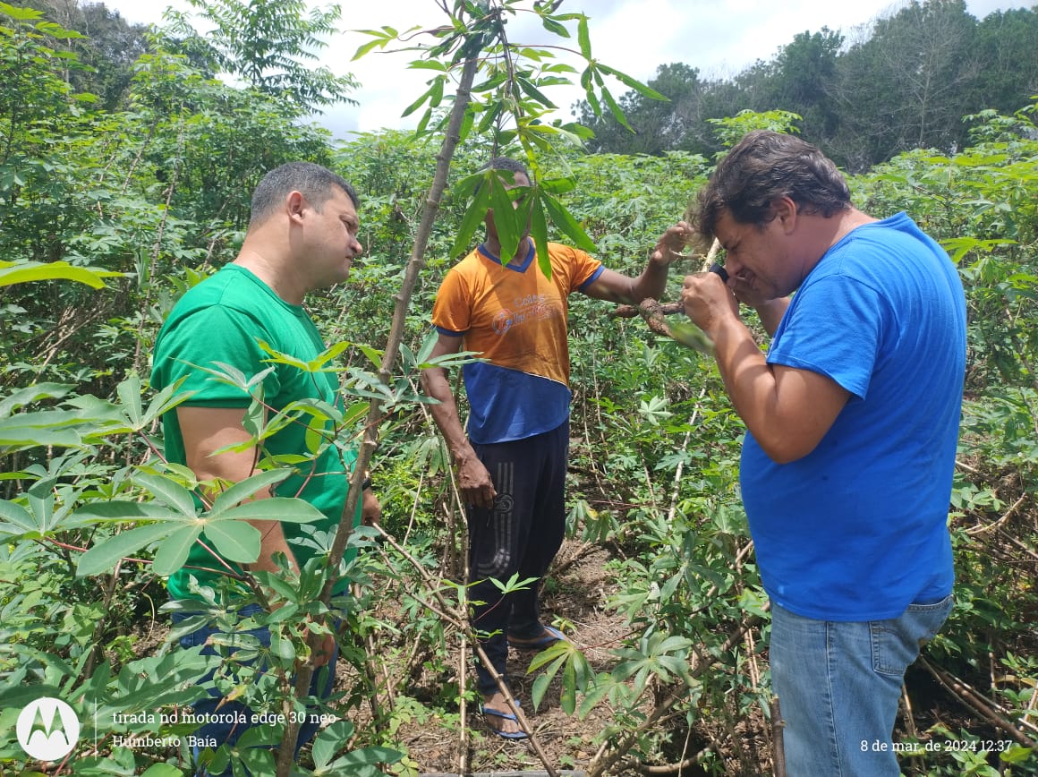 COCHONILHA, PRAGA AMEAÇA PLANTAÇÕES DE MACAXEIRA E MANDIOCA NO SUL DO  AMAPÁ. 