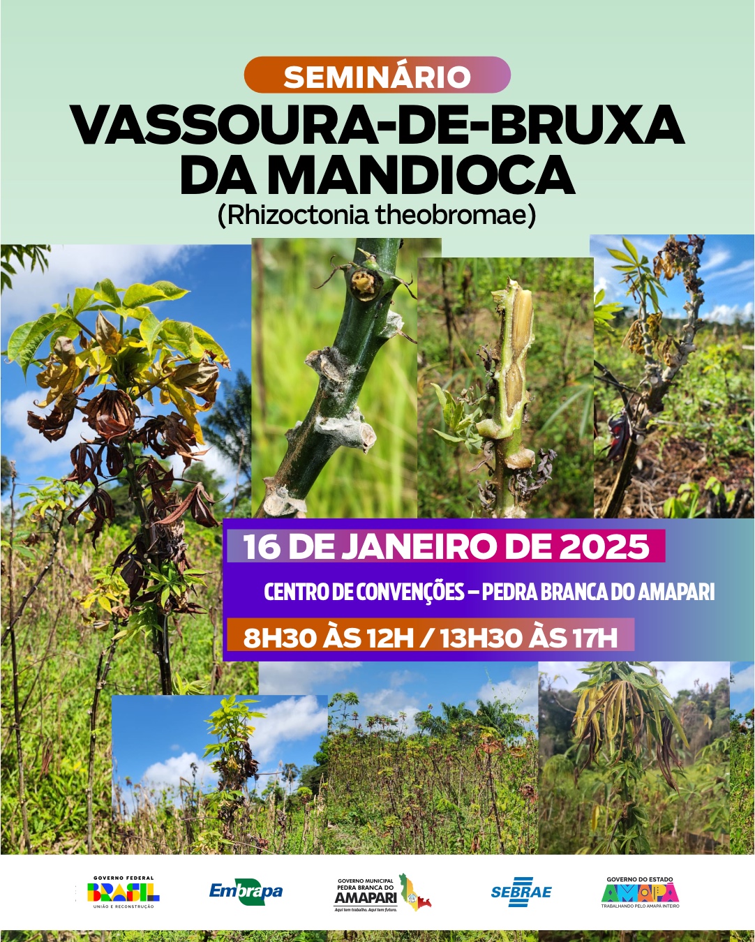 Seminário aborda ameaça da Vassoura-de-Bruxa na cultura da mandioca