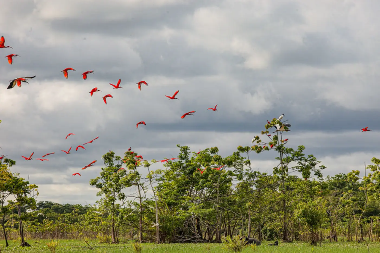 Amapá sedia o 4º Encontro do ICLEI Amazônia e fortalece protagonismo na agenda climática, com apoio do Governo do Estado