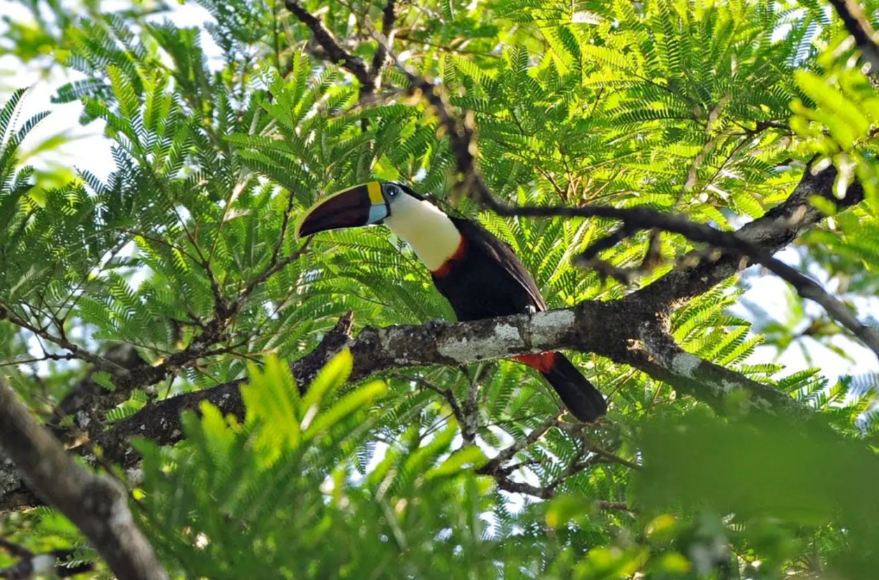 Governo do Amapá inicia campanha 'Junho Verde' com foco na COP30 e transição climática; confira a programação