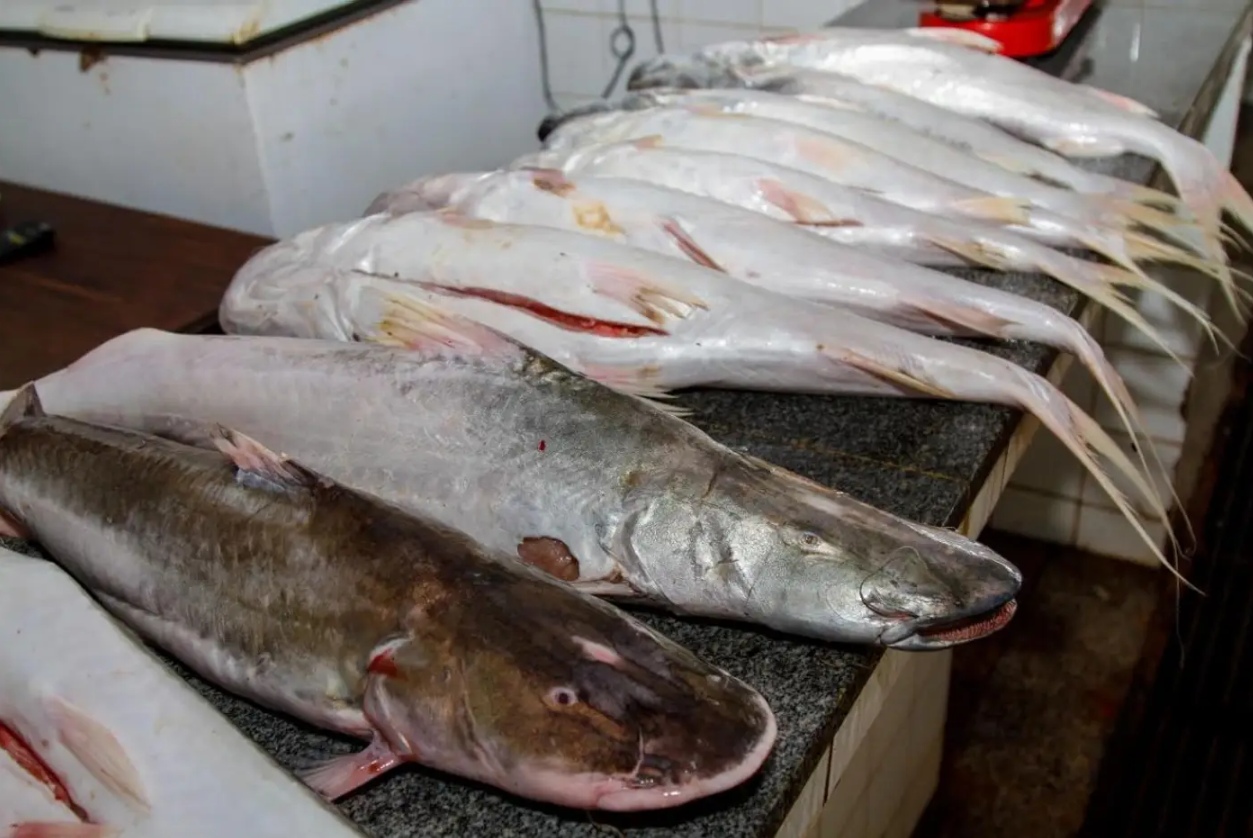 Governo do Estado alerta para o início do período de defeso para 22 espécies de peixes no Amapá