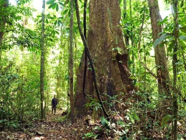 Amapá abriga maior percentual de áreas protegidas do país