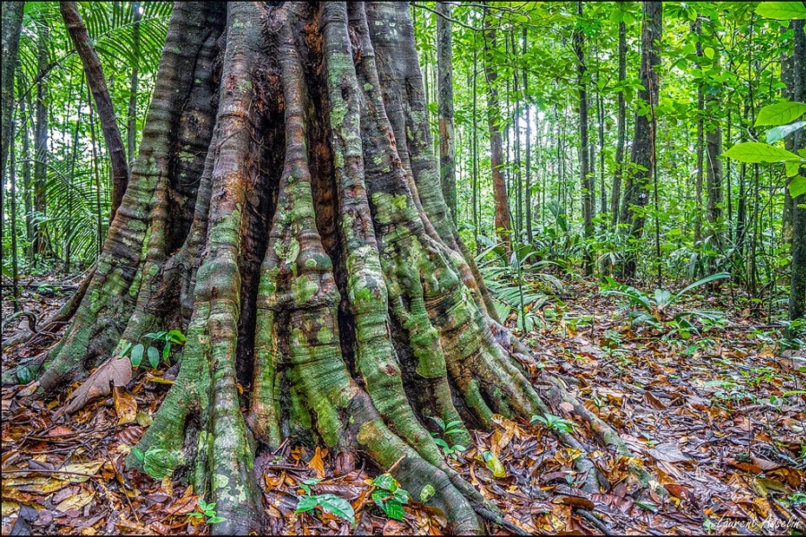 Governo do Amapá debate as perspectivas do manejo florestal sustentável como alternativa de conservação da espécie acapu