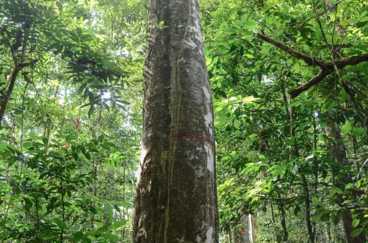 Manejo Sustentável: Governo do Amapá inicia série de audiências públicas para o projeto de novas concessões florestais
