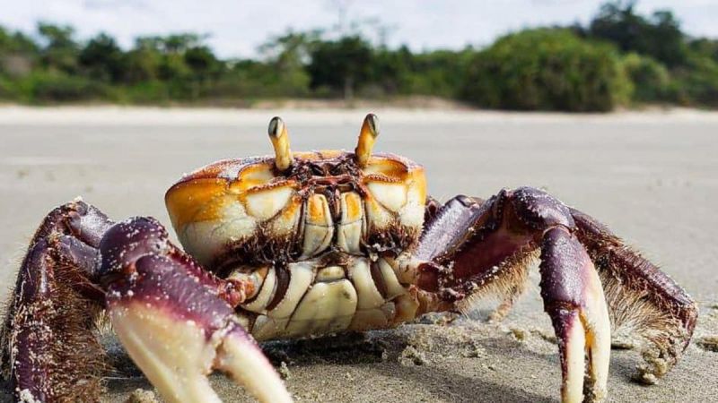 Governo do Amapá alerta para o período de defeso do caranguejo-uçá