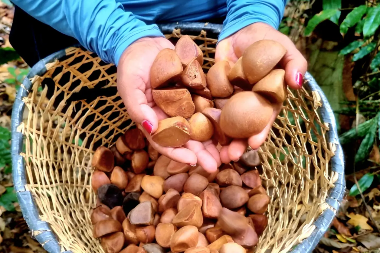 Com apoio do Governo do Amapá e Iepé, 'Mulheres Extrativistas Sementes do Rio Araguari' lançam protocolo biocultural