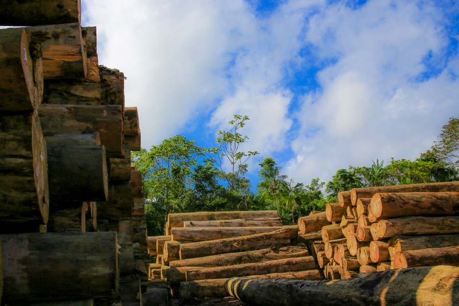 COP 28: Amapá apresenta método eficaz na gestão de florestas; entenda como funciona o manejo florestal sustentável