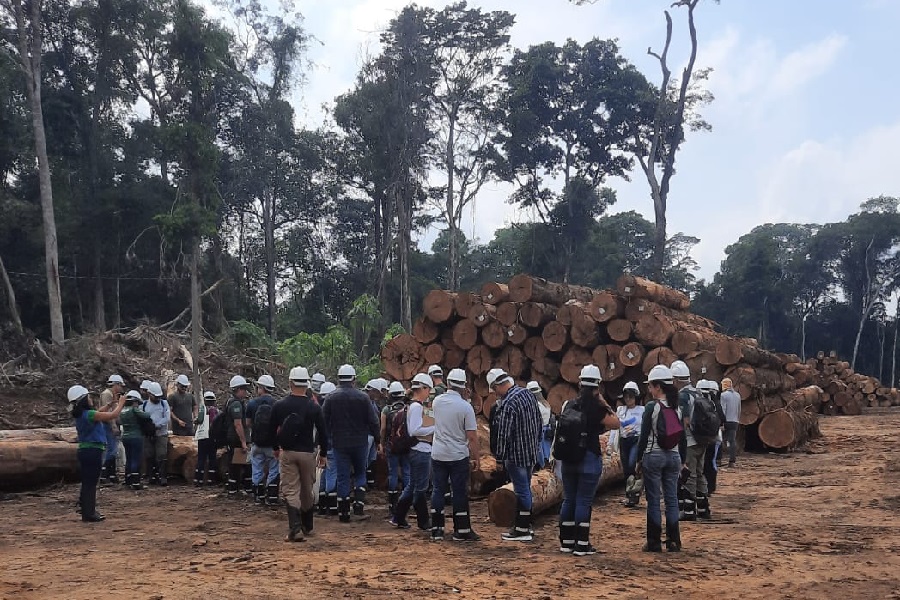 Governo do Amapá investe na especialização de técnicos ambientais para identificação de espécies vulneráveis de madeira