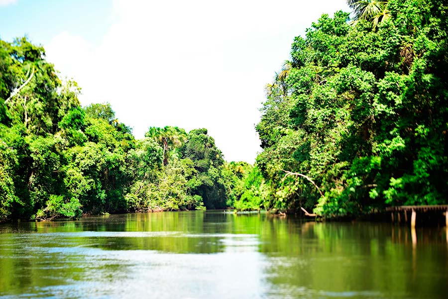 Governo do Estado e BNDES iniciam projeto para reestruturação do modelo de concessões florestais no Amapá