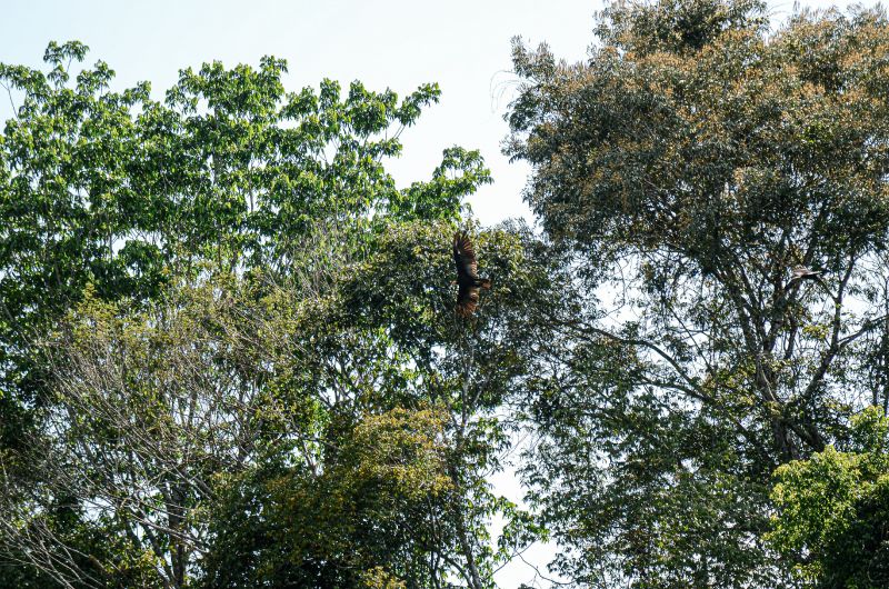 Durante expedição do Governo do Estado, pesquisadores localizam faixa de árvores gigantes na Reserva do Rio Iratapuru