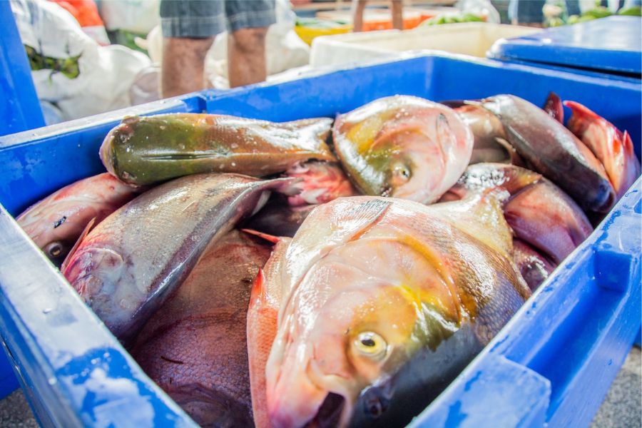 Governo do Amapá alerta para início do período de defeso de 27 espécies de pescado a partir de quarta-feira, 15