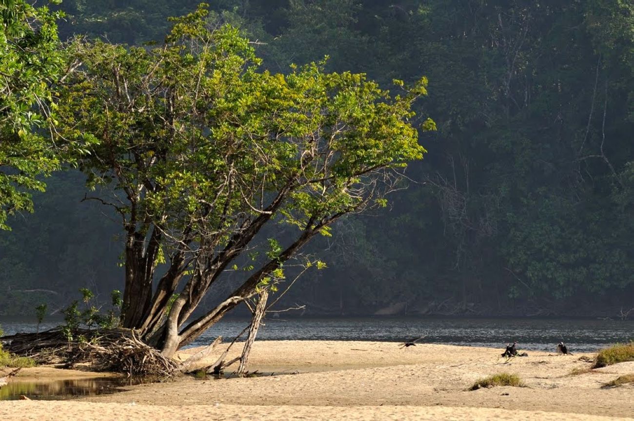 Pré-COP30: Governo do Estado inicia construção do Plano de Apoio à Bioeconomia com debate sobre potencialidades do Amapá