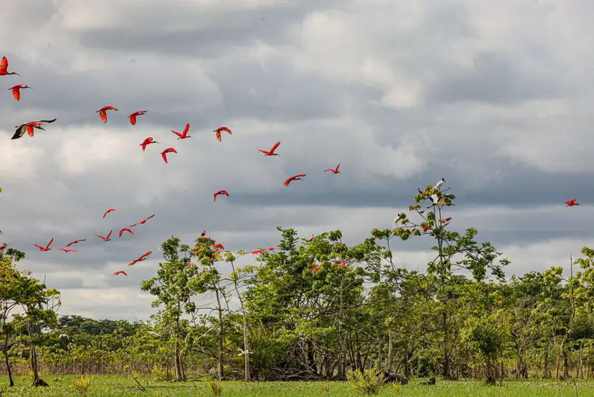 Governo do Amapá divulga resultado preliminar de inscritos para eleger novos membros do Conselho Estadual de Meio Ambiente