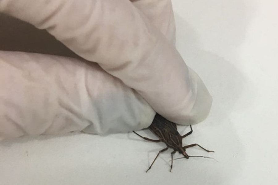 SVS investiga duas mortes por doença de Chagas no município de Santana