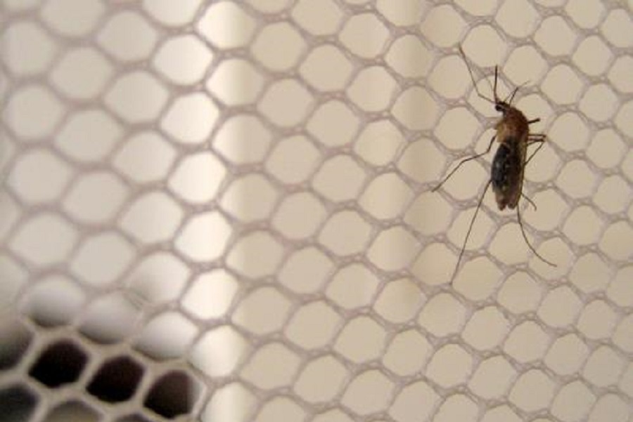 Governo do Amapá entrega mil mosquiteiros para fortalecer ações de combate à malária em Calçoene