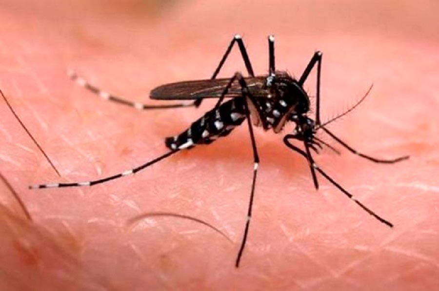 Amapá reduz casos de dengue em 97% no primeiro trimestre de 2019