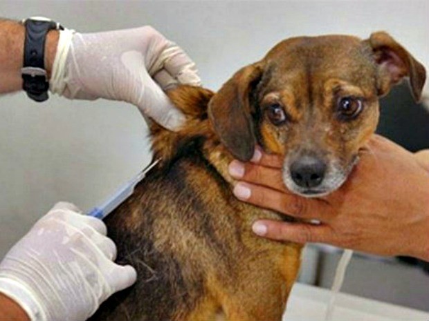 Cerca de 3 mil cães deverão ser vacinados durante ação em Porto Grande