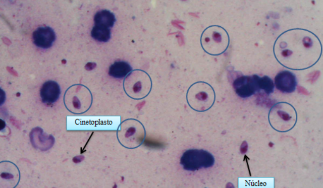 Microscopistas participam de Curso de diagnóstico de Leishmaniose Tegumentar Americana