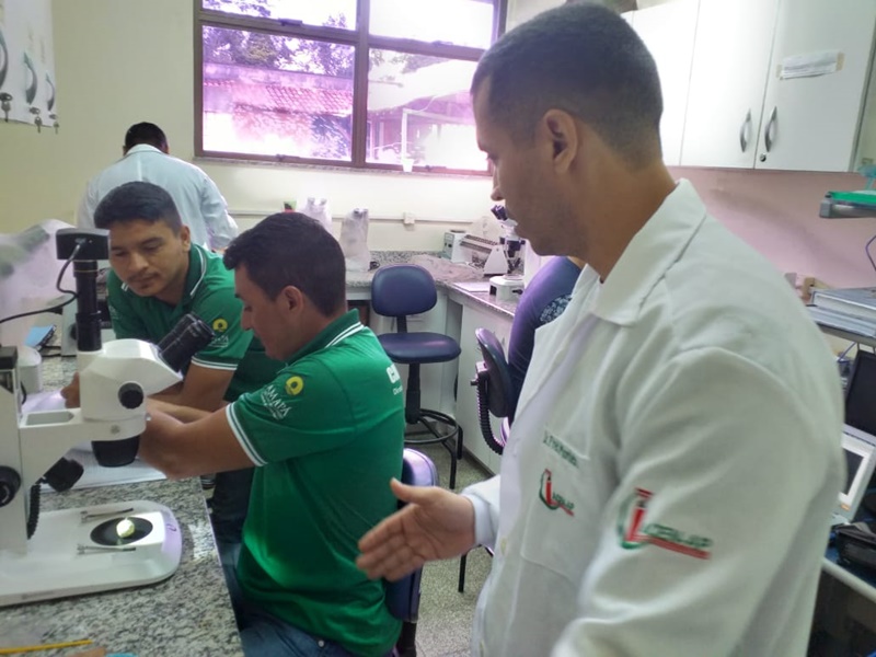 SVS capacita agentes de endemias de Afuá para identificação de vetores
