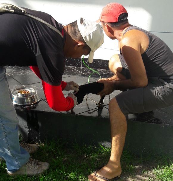 Vacinação antirrábica deve alcançar mais de 1,5mil animais em Itaubal e Cutias