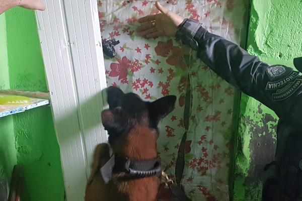 Cão farejador encontra entorpecente escondido na cela