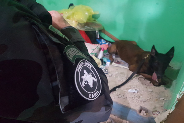 Cão farejador indica toca onde foram encontrados entorpecentes 