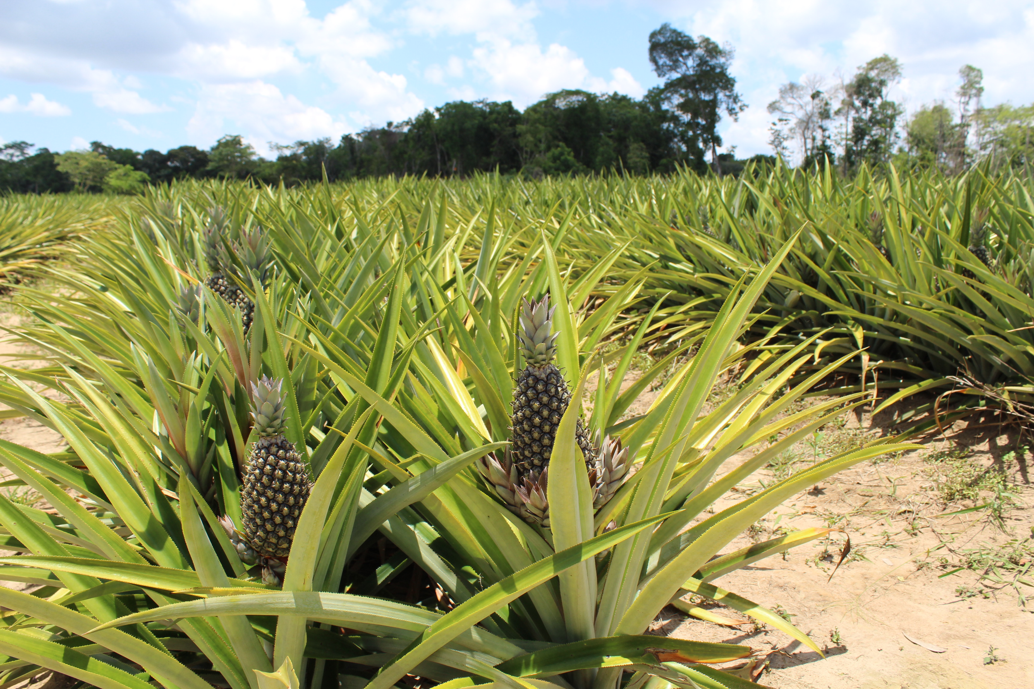 Plantio de Abacaxi.