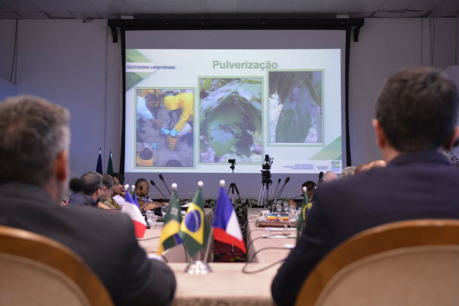 Brasil mostra avanços na erradicação da mosca da carambola e propõe modelo à França