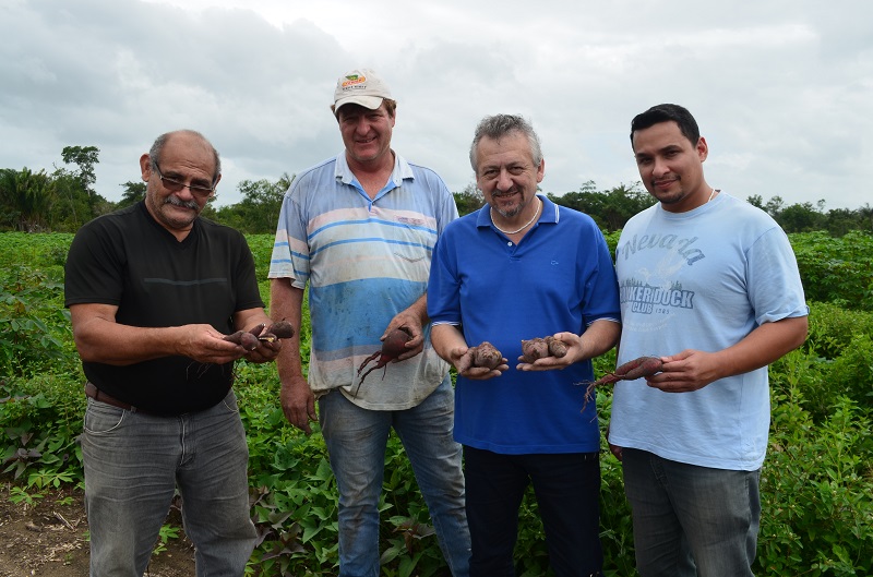 Amapá se organiza para produzir biocombustível a partir da batata-doce