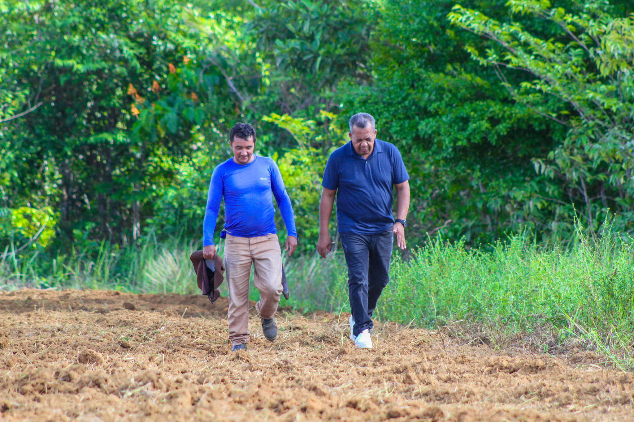 Prefeitura de Calçoene cria banco de sementes para incentivar plantio de mandioca no município