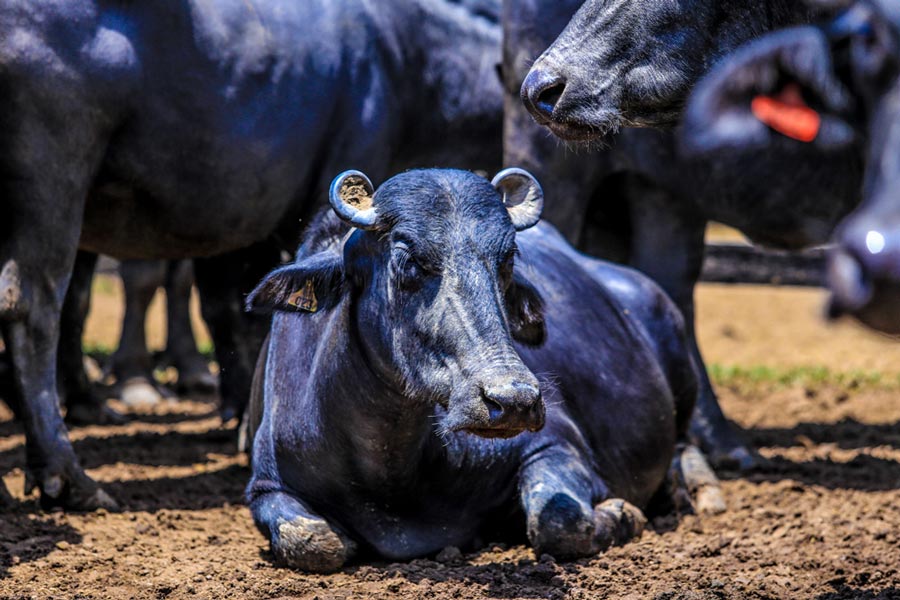 1ª ExpoBúfalo vai apresentar potencial da economia bubalina no Amapá
