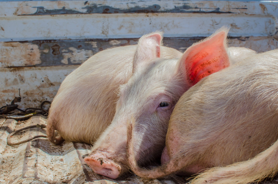 Diagro vai capacitar veterinários para o combate à peste suína