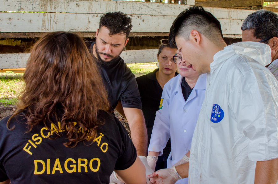 Veterinários amapaenses recebem instruções sobre diagnóstico da peste suína clássica