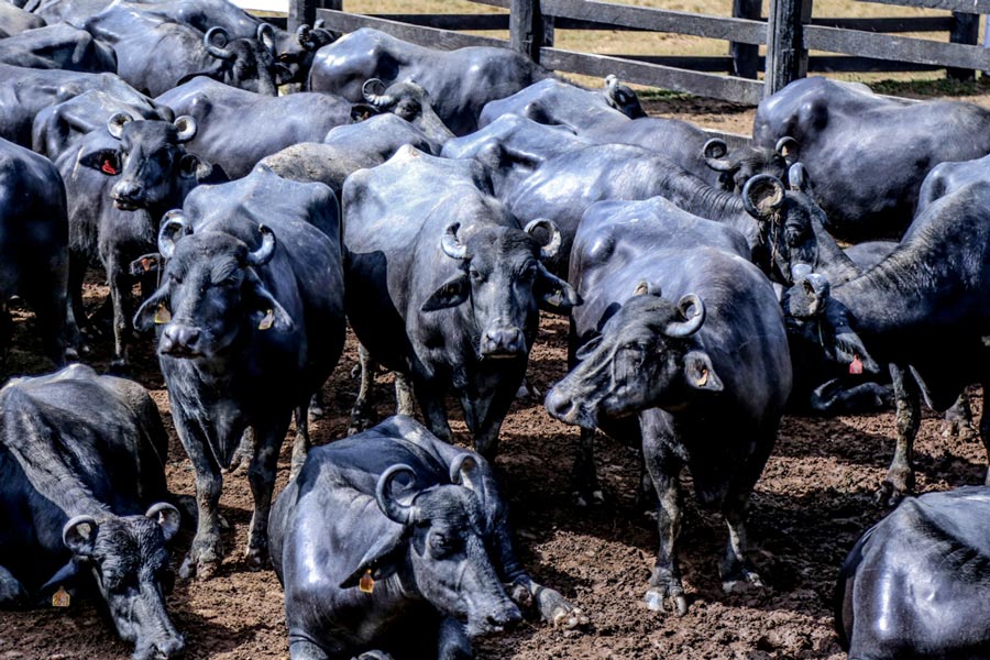 1ª ExpoBúfalo reúne programação com oficinas e palestras sobre a cadeia produtiva animal