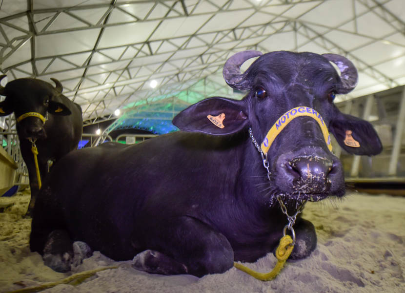 3ª ExpoVale reúne programação técnica para incentivar cadeia produtiva rural da região sul
