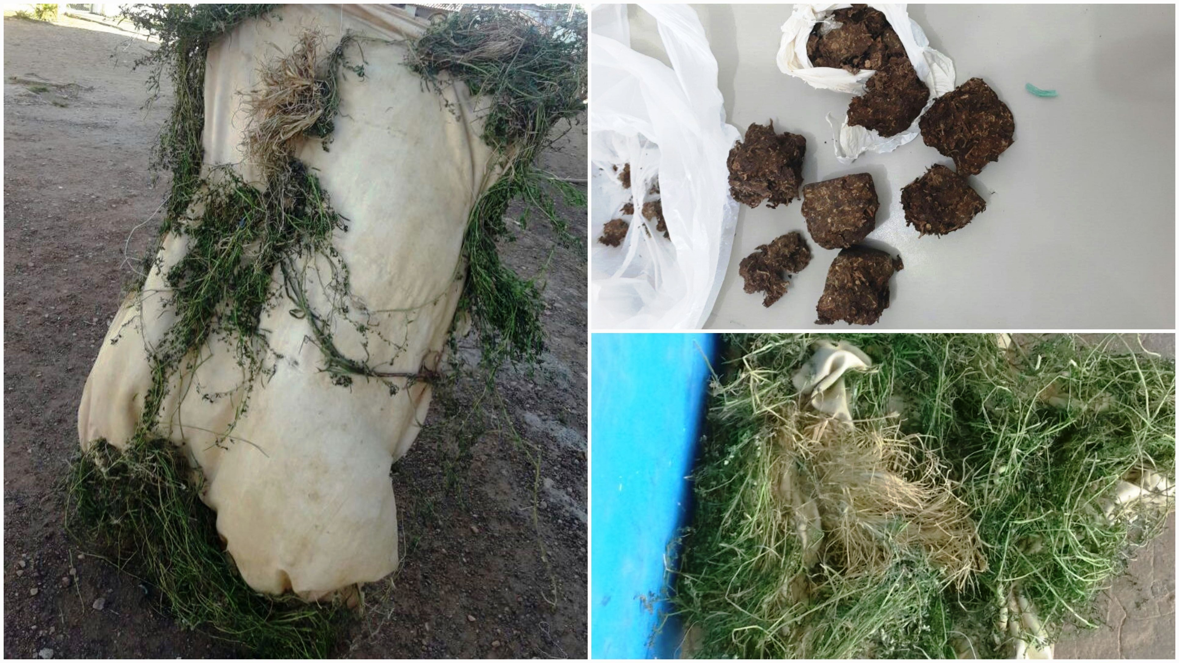 Agentes do IAPEN apreendem drogas e frustram tentativa de fuga