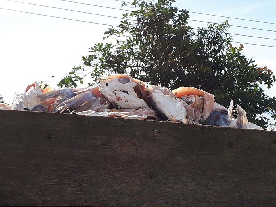 CAMINHÃO QUE TRANSPORTAVA CARCAÇAS DE PEIXE