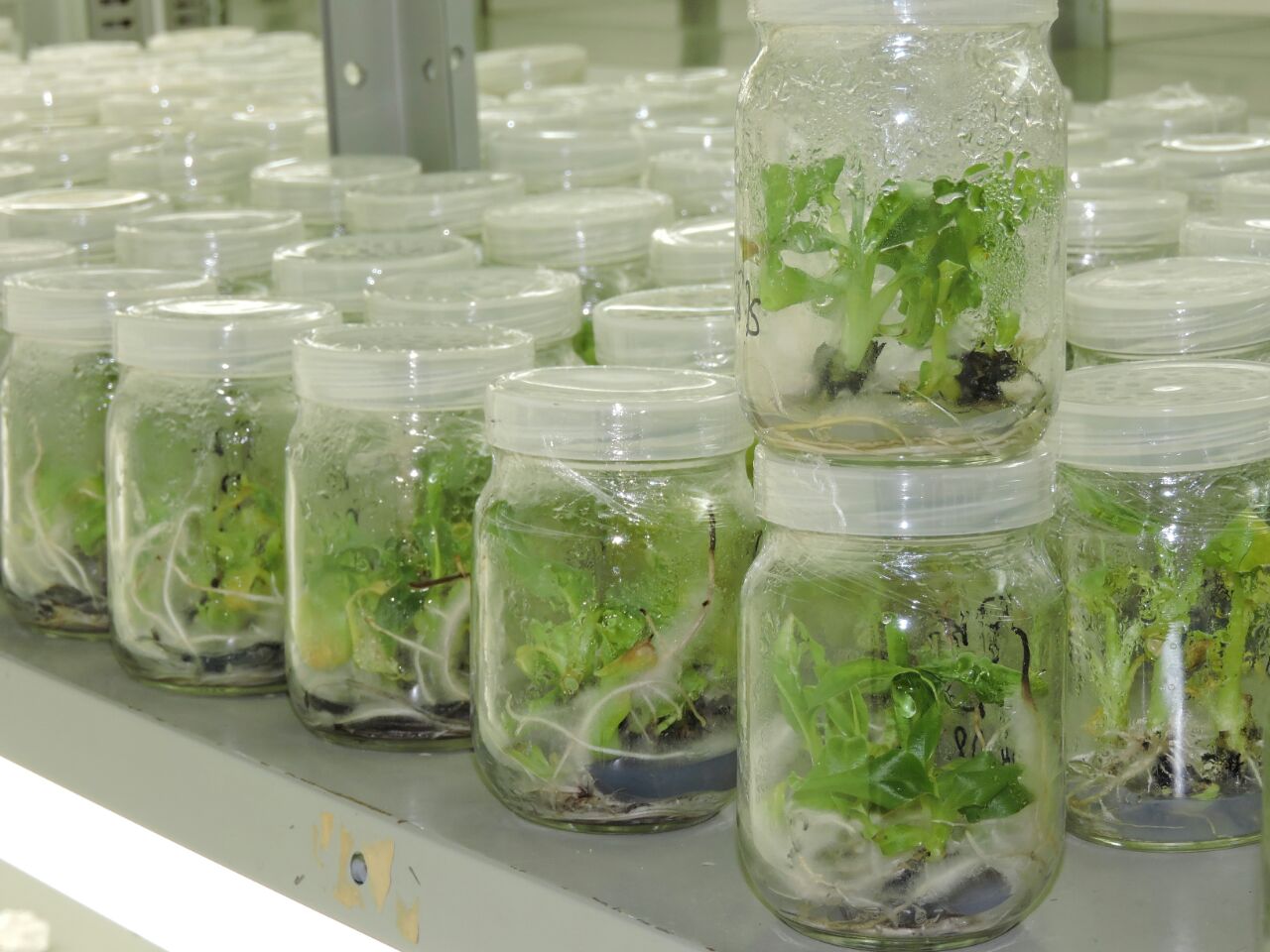 Agricultores de Amapá conhecem e adquirem mudas in vitro desenvolvidas pelo Iepa